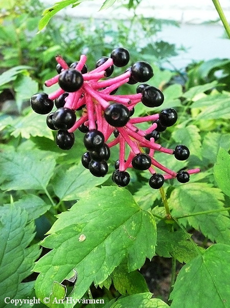 Actaea asiatica, kiinankonnanmarja